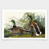 John James Audubon, Mallard Duck,art prints,Vintage art,canvas wall art,famous art prints,q1892