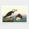 John James Audubon, Large billed Puffin,art prints,Vintage art,canvas wall art,famous art prints,q1880