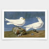 John James Audubon, Ivory Gull,art prints,Vintage art,canvas wall art,famous art prints,q1874