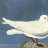 John James Audubon, Ivory Gull,art prints,Vintage art,canvas wall art,famous art prints,q1874