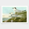 John James Audubon,I Havell's Tern,Trudeau's Tern,art prints,Vintage art,canvas wall art,famous art prints,q1870