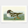 John James Audubon, Golden eye Duck,art prints,Vintage art,canvas wall art,famous art prints,q1851