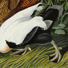 John James Audubon, Eider Duck,art prints,Vintage art,canvas wall art,famous art prints,q1839