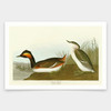 John James Audubon, Eared Grebe,art prints,Vintage art,canvas wall art,famous art prints,q1838