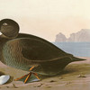 John James Audubon, Black, or Surf Duck,art prints,Vintage art,canvas wall art,famous art prints,q1815
