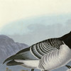 John James Audubon, Barnacle Goose,art prints,Vintage art,canvas wall art,famous art prints,q1806