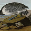 John James Audubon, Barnacle Goose,art prints,Vintage art,canvas wall art,famous art prints,q1806