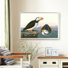 John James Audubon, Large Billed Puffin,The Birds Of America,Canvas Print,Canvas Art,Canvas Wall Art,Large Wall Art,Framed Wall Art,P1880