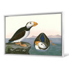 John James Audubon, Large Billed Puffin,The Birds Of America,Canvas Print,Canvas Art,Canvas Wall Art,Large Wall Art,Framed Wall Art,P1880
