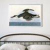 John James Audubon, Thick Billed Murre,The Birds Of America,Canvas Print,Canvas Art,Canvas Wall Art,Large Wall Art,Framed Wall Art,P1945