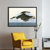 John James Audubon, Thick Billed Murre,The Birds Of America,Canvas Print,Canvas Art,Canvas Wall Art,Large Wall Art,Framed Wall Art,P1945