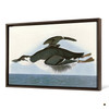 John James Audubon, Thick Billed Murre,The Birds Of America,Canvas Print,Canvas Art,Canvas Wall Art,Large Wall Art,Framed Wall Art,P1945