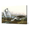 John James Audubon,Tell Tale Godwit  Snipe,The Birds Of America,Canvas Print,Canvas Art,Canvas Wall Art,Large Wall Art,Framed Wall Art,P1944