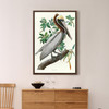 John James Audubon,Brown Pelican,The Birds Of America,Canvas Print,Canvas Art,Canvas Wall Art,Large Wall Art,Framed Wall Art,P2516
