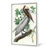 John James Audubon,Brown Pelican,The Birds Of America,Canvas Print,Canvas Art,Canvas Wall Art,Large Wall Art,Framed Wall Art,P2516