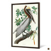 John James Audubon,Brown Pelican,The Birds Of America,Canvas Print,Canvas Art,Canvas Wall Art,Large Wall Art,Framed Wall Art,P2516