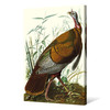 John James Audubon,1 Wild Turkey,The Birds Of America,Canvas Print,Canvas Art,Canvas Wall Art,Large Wall Art,Framed Wall Art,P2512