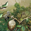 Martin Johnson Heade,Brazilian Hummingbirds II,art prints,Vintage art,canvas wall art,famous art prints,V6377