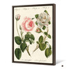 German School,Kinds of Roses Drawing,large wall art,framed wall art,canvas wall art,large canvas,M5843