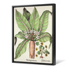 German School,Autumn Mandrake Drawing,large wall art,framed wall art,canvas wall art,large canvas,M5840