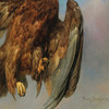 Rosa Bonheur, The Wounded Eagle,art prints,Vintage art,canvas wall art,famous art prints,V6698