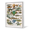 Alillot,Illustration of Ocean Fish,large wall art,framed wall art,canvas wall art,large canvas,M5279