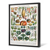 Alillot, Illustration of Vegetable Varieties,large wall art,framed wall art,canvas wall art,large canvas,M5278