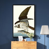 John James Audubon, Fish Hawk Or Osprey,The Birds Of America,Canvas Print,Canvas Art,Canvas Wall Art,Large Wall Art,Framed Wall Art,P2343