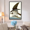 John James Audubon, Fish Hawk Or Osprey,The Birds Of America,Canvas Print,Canvas Art,Canvas Wall Art,Large Wall Art,Framed Wall Art,P2343