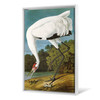 John James Audubon,Hooping Crane,The Birds of America,canvas print,canvas art,canvas wall art,large wall art,framed wall art,p2515