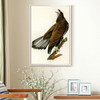 John James Audubon,White headed Eagle,The Birds of America,canvas print,canvas art,canvas wall art,large wall art,framed wall art,p2513