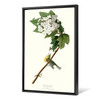 John James Audubon, Yellow throated Vireo,The Birds of America,canvas print,canvas art,canvas wall art,large wall art,framed wall art,p2509