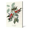 John James Audubon, White winged Crossbill,The Birds of America,canvas print,canvas art,canvas wall art,large wall art,framed wall art,p2496