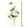 John James Audubon, White throated Sparrow,The Birds of America,canvas print,canvas art,canvas wall art,large wall art,framed wall art,p2495