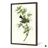 John James Audubon, Wood Pewee,The Birds of America,canvas print,canvas art,canvas wall art,large wall art,framed wall art,p2498