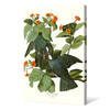 John James Audubon, White crowned Pigeon,The Birds of America,canvas print,canvas art,canvas wall art,large wall art,framed wall art,p2492