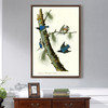 John James Audubon, White breasted Black capped Nuthatch,The Birds of America,canvas print,canvas art,canvas wall art,large wall art,p2491