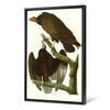John James Audubon, Turkey Buzzard,The Birds of America,canvas print,canvas art,canvas wall art,large wall art,framed wall art,p2485