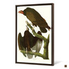 John James Audubon, Turkey Buzzard,The Birds of America,canvas print,canvas art,canvas wall art,large wall art,framed wall art,p2485