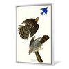 John James Audubon, Stanley Hawk,The Birds of America,canvas print,canvas art,canvas wall art,large wall art,framed wall art,p2473
