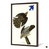 John James Audubon, Stanley Hawk,The Birds of America,canvas print,canvas art,canvas wall art,large wall art,framed wall art,p2473