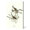 John James Audubon, Song Sparrow,The Birds of America,canvas print,canvas art,canvas wall art,large wall art,framed wall art,p2472