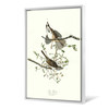 John James Audubon, Song Sparrow,The Birds of America,canvas print,canvas art,canvas wall art,large wall art,framed wall art,p2472
