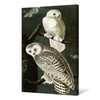 John James Audubon, Snowy Ow,The Birds of America,canvas print,canvas art,canvas wall art,large wall art,framed wall art,p2470