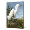 John James Audubon, Snowy Heron or White Egret,The Birds of America,canvas print,canvas art,canvas wall art,large wall art,framed art,p2469