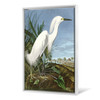 John James Audubon, Snowy Heron or White Egret,The Birds of America,canvas print,canvas art,canvas wall art,large wall art,framed art,p2469