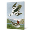 John James Audubon, Smew or White Nun,The Birds of America,canvas print,canvas art,canvas wall art,large wall art,framed wall art,p2467