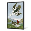 John James Audubon, Smew or White Nun,The Birds of America,canvas print,canvas art,canvas wall art,large wall art,framed wall art,p2467