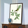 John James Audubon,Roscoe's Yellow throat,The Birds of America,canvas print,canvas art,canvas wall art,large wall art,framed wall art,p2452