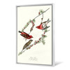 John James Audubon, Purple Finch,The Birds of America,canvas print,canvas art,canvas wall art,large wall art,framed wall art,p2438